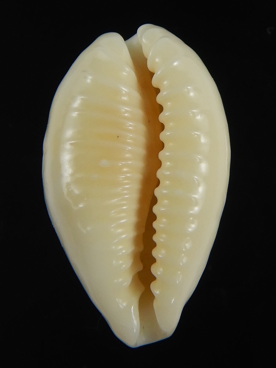 Eclogavena coxeni hypercalosa ..Big size ... 25.96 mm Gem -73419