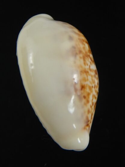 Eclogavena coxeni hypercalosa ..Big size ... 25.96 mm Gem -73420