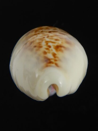 Eclogavena coxeni hypercalosa ..Big size ... 25.96 mm Gem -73421