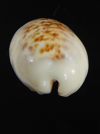 Eclogavena coxeni hypercalosa ..Big size ... 25.96 mm Gem -73423