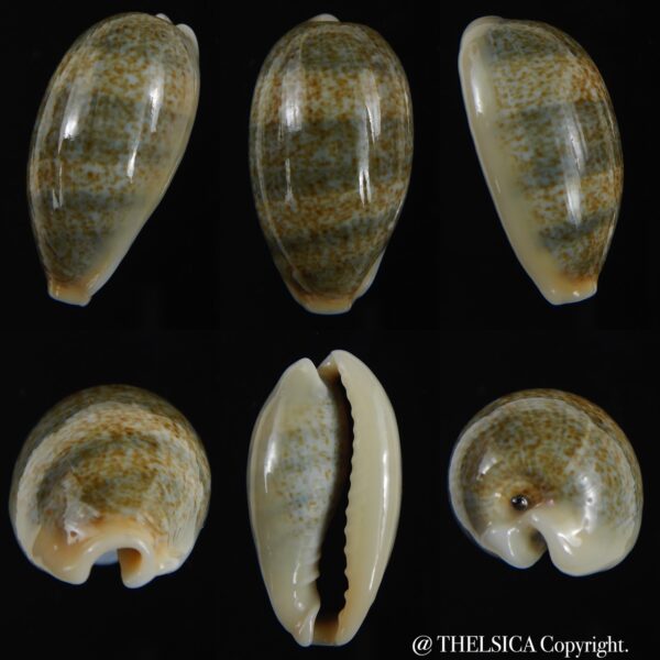 Erronea errones .. SP pattern ... 31.80 mm Gem-0