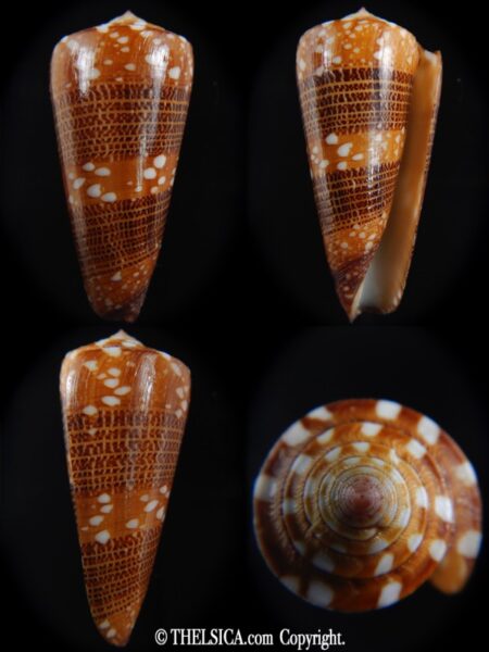 Eugeniconus nobilis victor 49.70 mm Gem-0