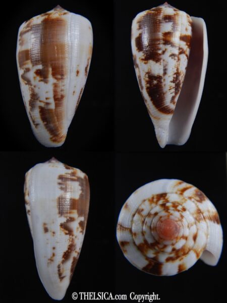 Floraconus anemone novaehollandiae 50.23 mm Gem-0