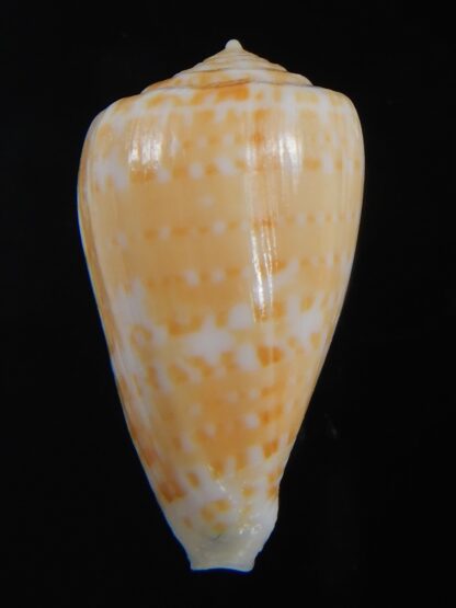 Floraconus gabelishi 29.39 mm Gem-73616