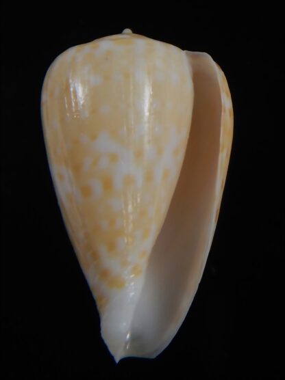 Floraconus gabelishi 29.39 mm Gem-73614
