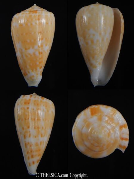 Floraconus gabelishi 29.39 mm Gem-0