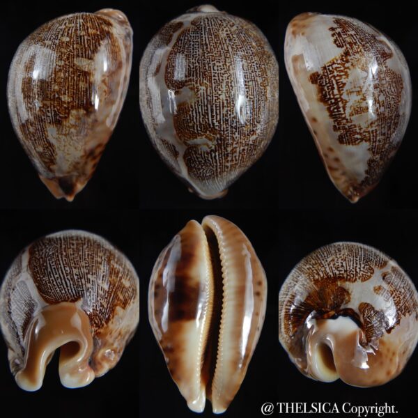 Leporicypraea mappa .."Valentia" 82.26 mm Gem-0