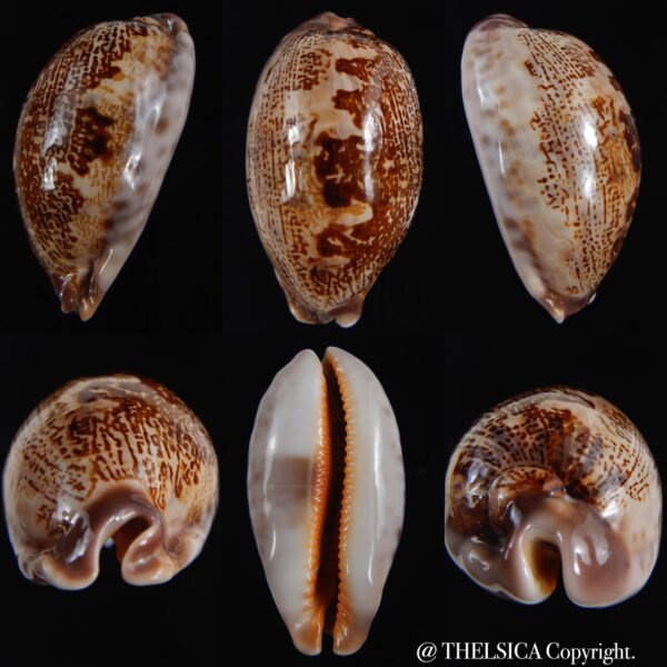 leporicypraea rosea aliwalensis 57.44 mm Gem-0