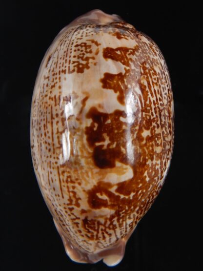 leporicypraea rosea aliwalensis 57.44 mm Gem-73444