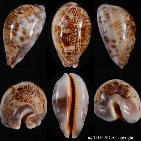 leporicypraea rosea aliwalensis 62.54 mm Gem-0