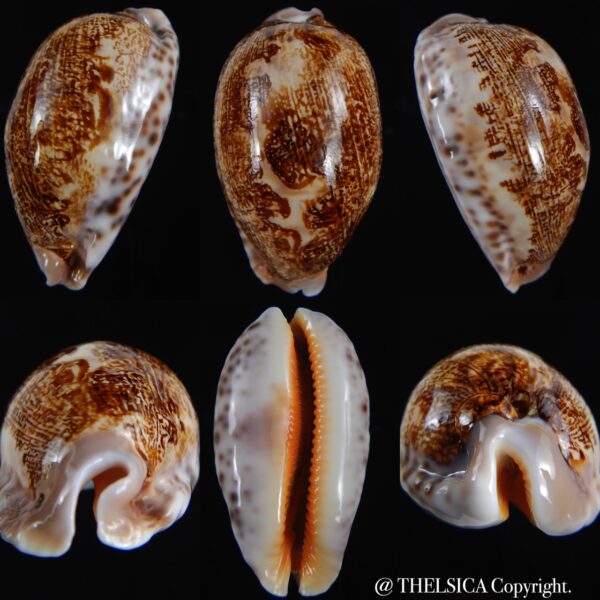 leporicypraea rosea aliwalensis 62.64 mm Gem-0