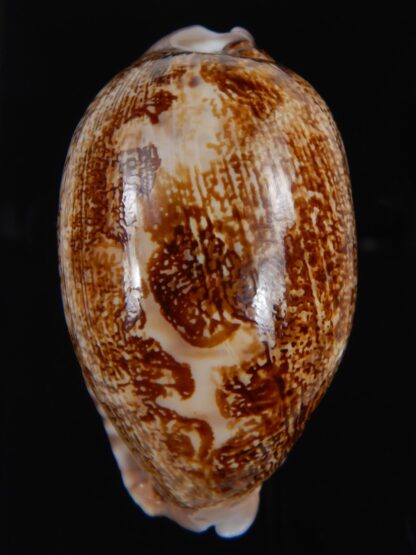 leporicypraea rosea aliwalensis 62.64 mm Gem-73477