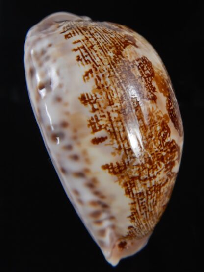 leporicypraea rosea aliwalensis 62.64 mm Gem-73481