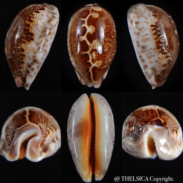 leporicypraea rosea aliwalensis 64.83 mm Gem-0