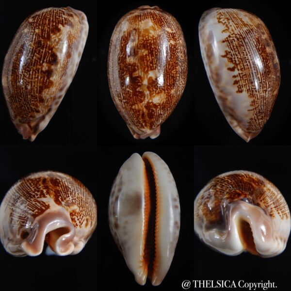 leporicypraea rosea aliwalensis 66.49 mm Gem-0