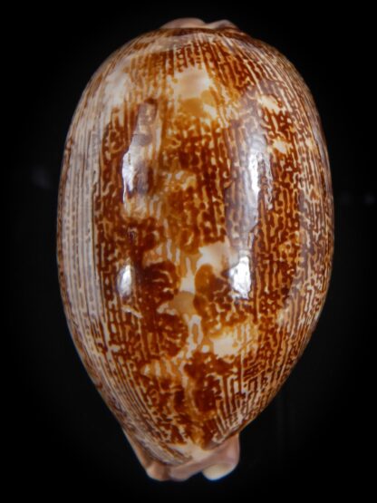 leporicypraea rosea aliwalensis 66.49 mm Gem-73508