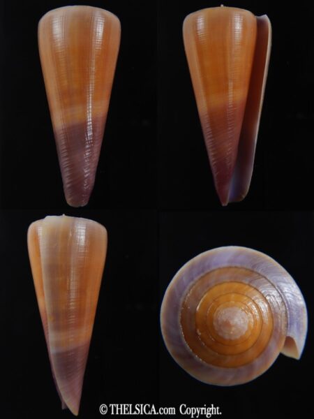 Lividoconus kintoki 57.35 mm Gem -0