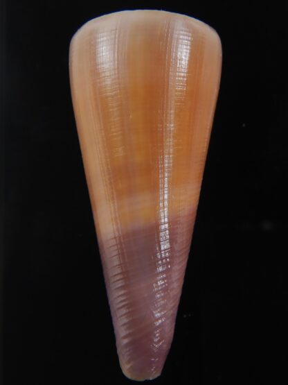 Lividoconus kintoki 57.35 mm Gem -74350