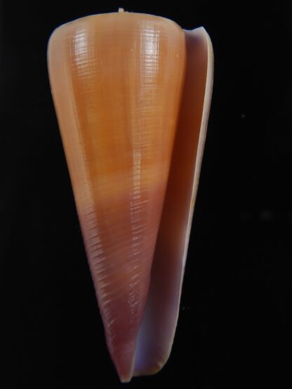 Lividoconus kintoki 57.35 mm Gem -74351