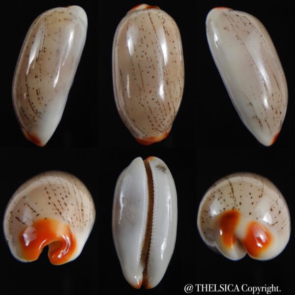 Luria isabella ...GIANT ... 39.68 mm Gem-0