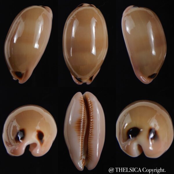 Luria pulchra pulchra 38.55 mm Gem-0