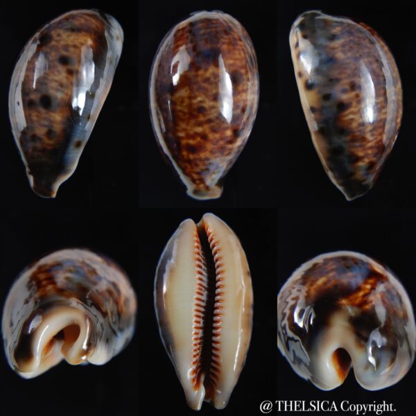 Lyncina lynx vanelli ..SP pattern ... 58.80 mm Gem-0