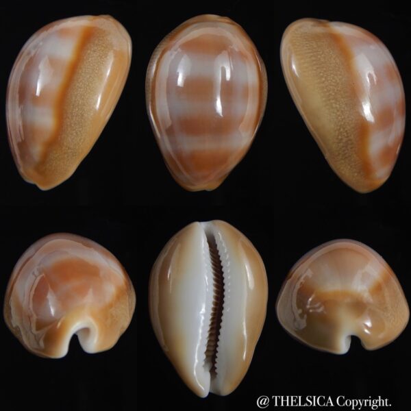 Lyncina schilderorum 31.46 mm Gem-0