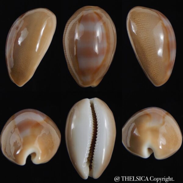 Lyncina schilderorum 33.35 mm Gem-0