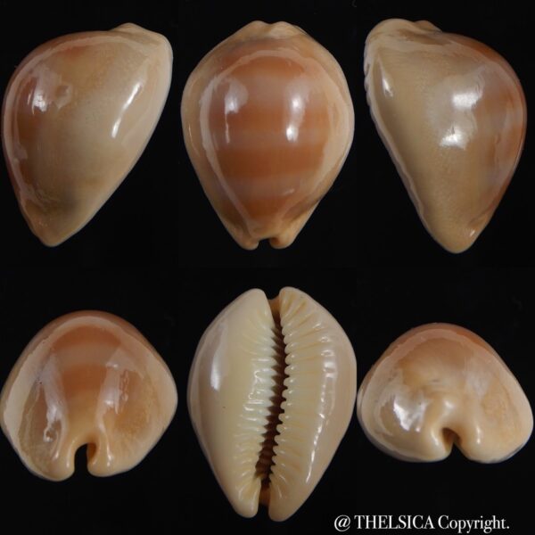 Lyncina sulcidentata ..DWARF.. 26.06 mm Gem-0