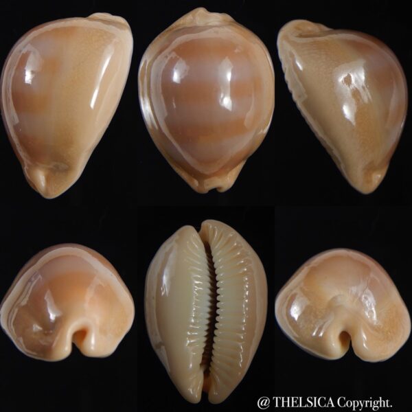 Lyncina sulcidentata ..34.94 mm Gem-0