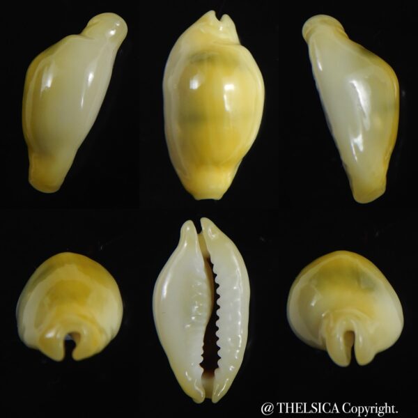 Monetaria moneta ..Rostrate... 19.14 mm Gem-0