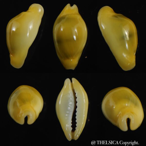 Monetaria moneta ..Rostrate... 19.65 mm Gem-0