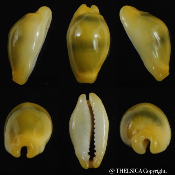 Monetaria moneta ..Rostrate... 21.34 mm Gem-0