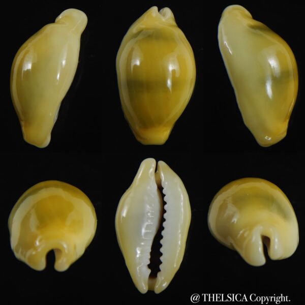 Monetaria moneta ..Rostrate... 22.48 mm Gem-0