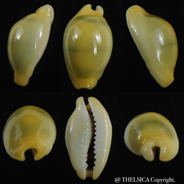 Monetaria moneta ..Rostrate... 24.03 mm Gem-0