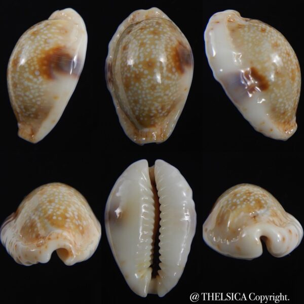 Naria erosa chlorizans lactescens .. 28.67 mm Gem-0