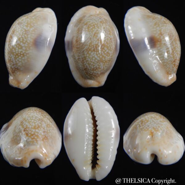 Naria erosa chlorizans lactescens .. 30.34 mm Gem-0