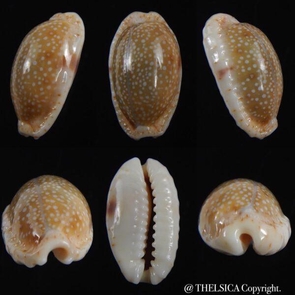 Naria erosa chlorizans lactescens .. Dwarf .. 24.07 mm Gem-0
