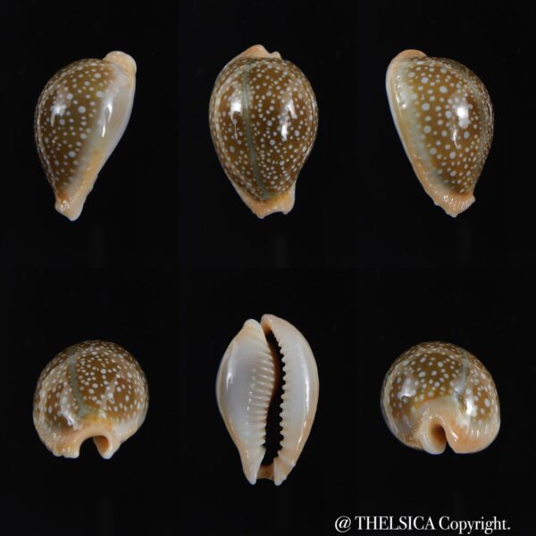 Naria miliaris ,,Dwarf ... 28.60 mm Gem-0
