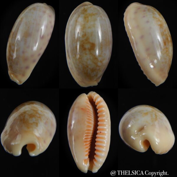 Ovatipsa chinensis chinensis .. SP white/cream ... 46.41 mm Gem-0