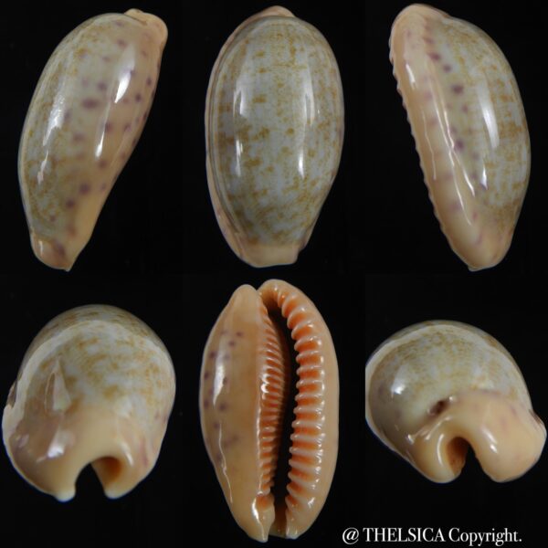 Ovatipsa chinensis chinensis .. SP white/cream ... 49.80 mm Gem-0