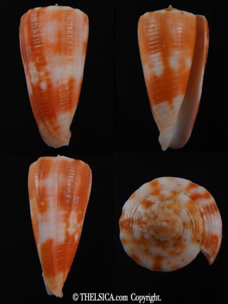 Phasmoconus alexandrei 37.21 mm Gem-0