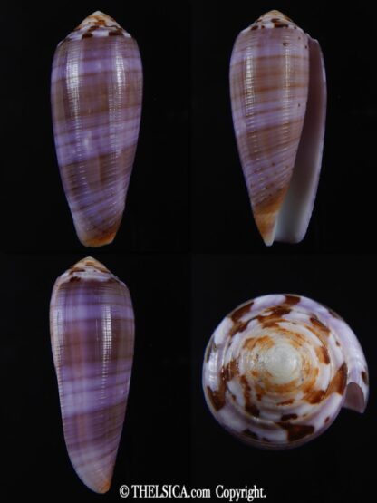 Pionoconus circumcisus " purple" 59.89 mm Gem -0