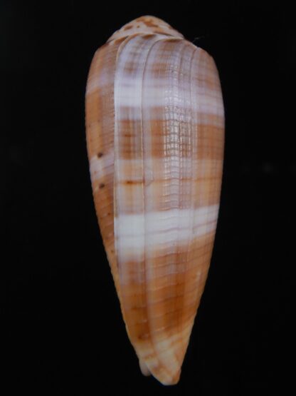 Pionoconus circumcisus brazieri 63.48 mm Gem-74370