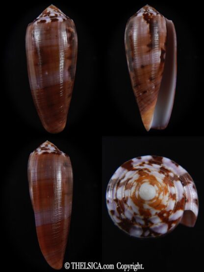 Pionoconus circumcisus laevis 66.46 mm Gem-0