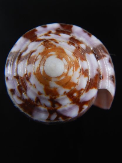 Pionoconus circumcisus laevis 66.46 mm Gem-74382