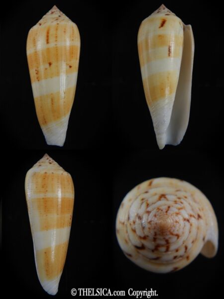 Pionoconus consor turschi 79.83 mm Gem-0