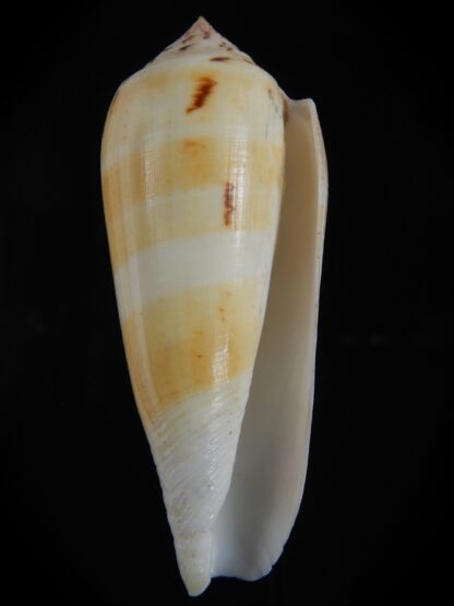 Pionoconus consor turschi 79.83 mm Gem-74387