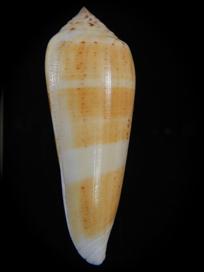 Pionoconus consor turschi 79.83 mm Gem-74389