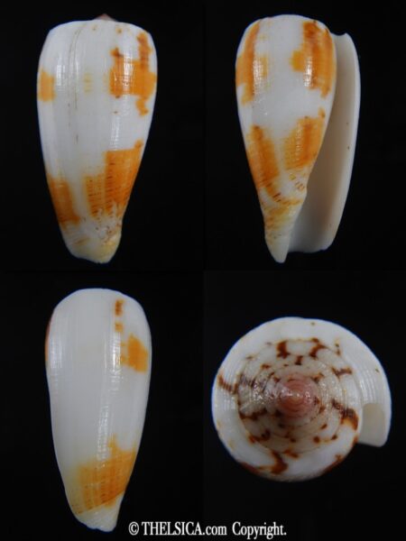 Pionoconus magus episfomioides 46.09 mm Gem-0